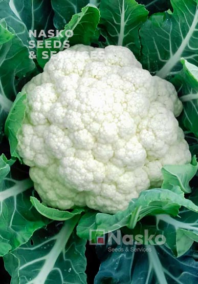 Капуста цвітна ФЛАМІНГО