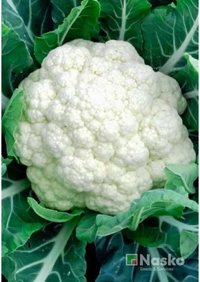 Капуста цвітна	ФЛАМІНГО