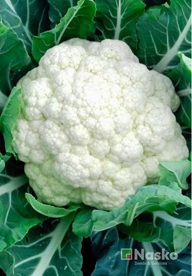 Капуста цвітна ФЛАМІНГО