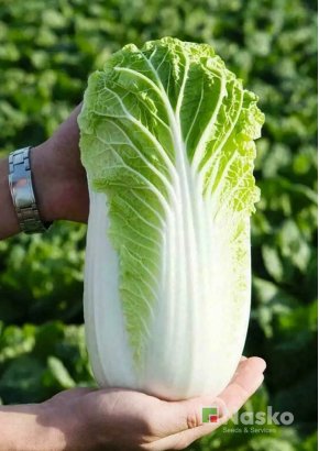 Капуста пекинська	АПОЛЛО F1