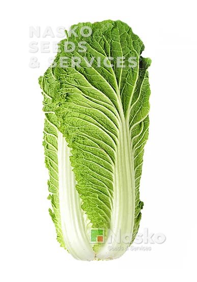 Капуста пекинська АПОЛЛО F1