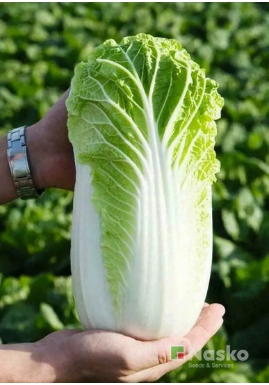 Капуста пекинська АПОЛЛО F1