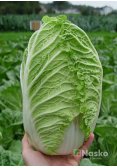 Капуста пекінська ПІОНЕР F1