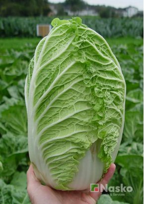 Капуста пекінська	ПІОНЕР F1