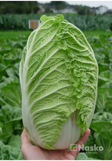 Капуста пекінська ПІОНЕР F1