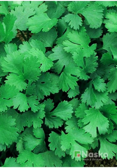 Коріандр (кінза) ТЕСЕЙ