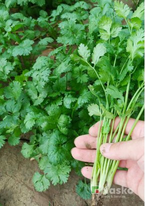 Коріандр (кінза)	ТЕСЕЙ