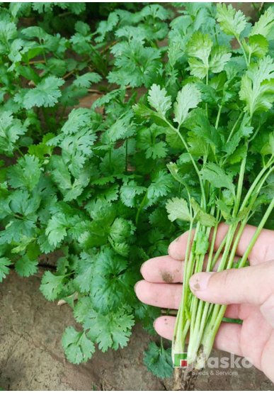 Коріандр (кінза) ТЕСЕЙ