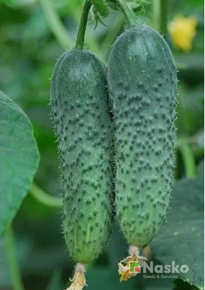 Огірок партенокарпічний АЛЬТАН F1