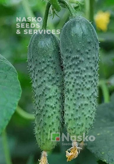 Огірок партенокарпічний АЛЬТАН F1