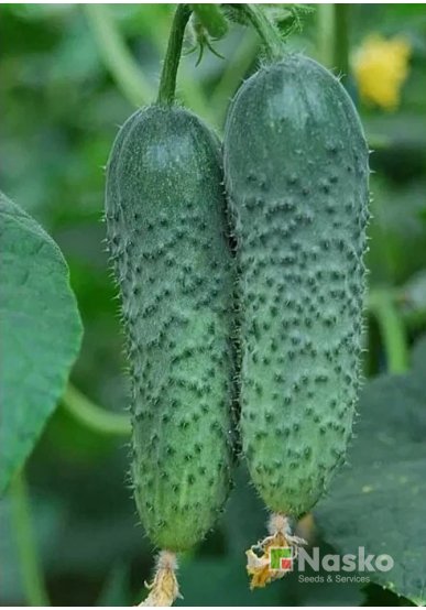 Огірок партенокарпічний АЛЬТАН F1