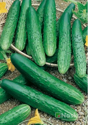 Огірок довгоплідний	салатний АПРЕЛЬСКИЙ F1