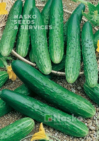 Огірок довгоплідний салатний АПРЕЛЬСКИЙ F1
