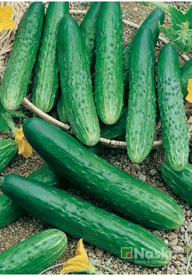 Огірок довгоплідний салатний АПРЕЛЬСКИЙ F1