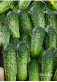 Огірок бджолозапильний БРИЗ F1