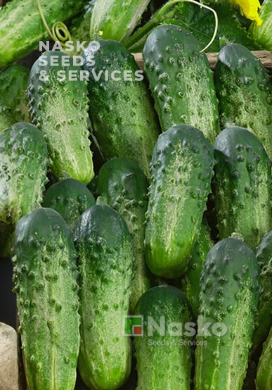 Огірок бджолозапильний БРИЗ F1