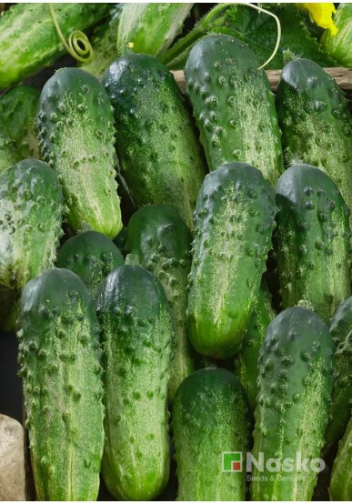 Огірок бджолозапильний БРИЗ F1