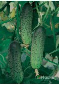 Огірок бджолозапильний МАМАЙ F1
