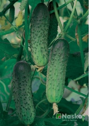 Огірок бджолозапильний МАМАЙ F1