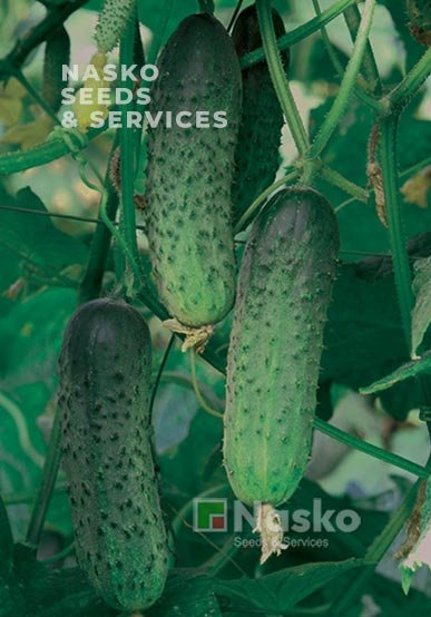 Огірок бджолозапильний МАМАЙ F1