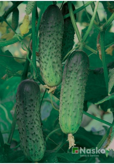 Огірок бджолозапильний МАМАЙ F1