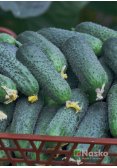 Огірок партенокарпічний МІСТРАЛЬ F1