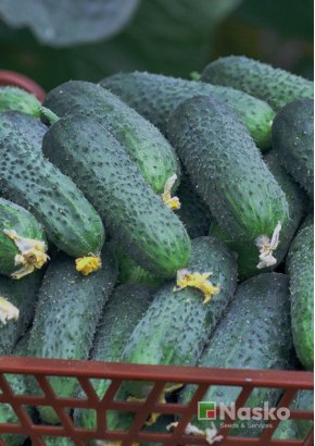 Огірок партенокарпічний МІСТРАЛЬ F1