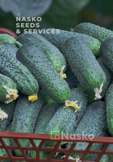 Огірок партенокарпічний МІСТРАЛЬ F1