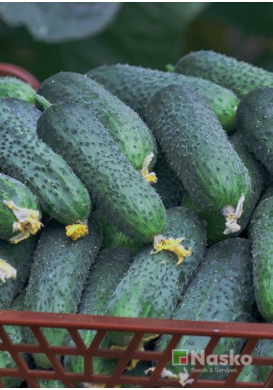 Огірок партенокарпічний МІСТРАЛЬ F1