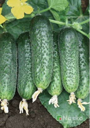 Огірок партенокарпічний NASKO 104 F1