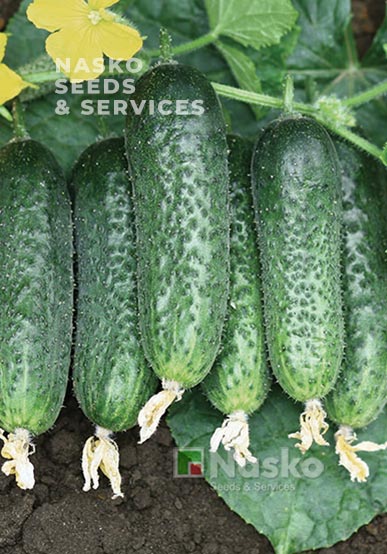 Огірок партенокарпічний NASKO 104 F1