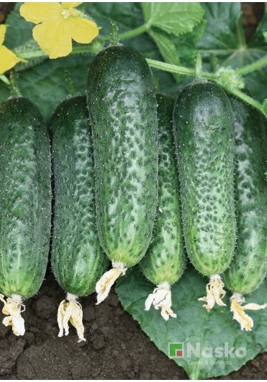 Огірок партенокарпічний NASKO 104 F1