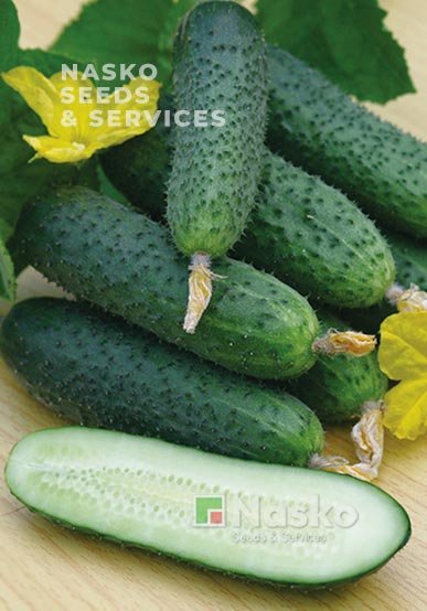 Огірок партенокарпічний NASKO 2012 F1