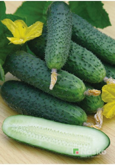 Огірок партенокарпічний NASKO 2012 F1