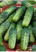 Огірок бджолозапильний ВЗГЛЯД F1