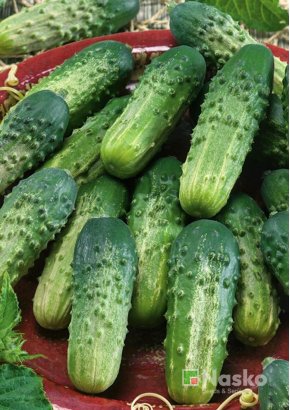Огірок бджолозапильний ВЗГЛЯД F1