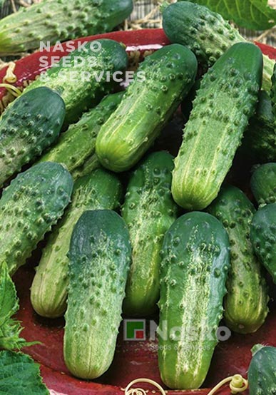 Огірок бджолозапильний ВЗГЛЯД F1