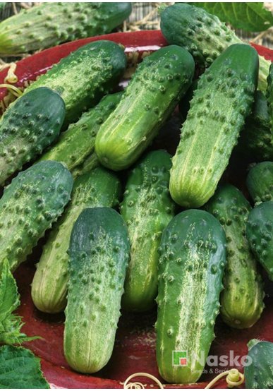 Огірок бджолозапильний ВЗГЛЯД F1