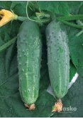 Огірок бджолозапильний ЗЕФІР F1