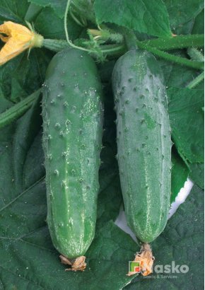 Огірок бджолозапильний ЗЕФІР F1