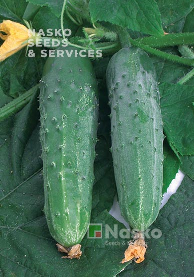 Огірок бджолозапильний ЗЕФІР F1