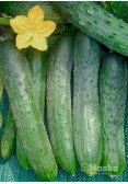 Огірок довгоплідний салатний ЗОЗУЛЯ F1