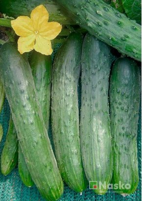 Огірок довгоплідний	салатний ЗОЗУЛЯ F1