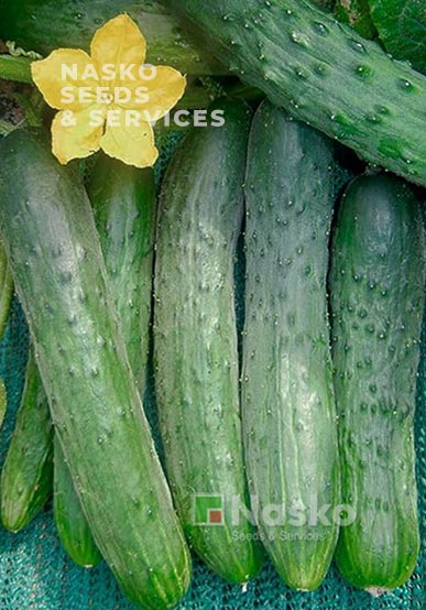 Огірок довгоплідний салатний ЗОЗУЛЯ F1