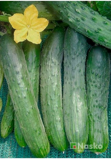 Огірок довгоплідний салатний ЗОЗУЛЯ F1
