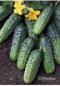 Огірок бджолозапильний ЗУБРЬОНОК F1