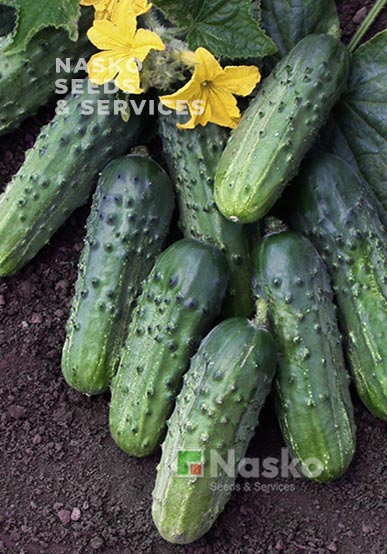 Огірок бджолозапильний ЗУБРЬОНОК F1
