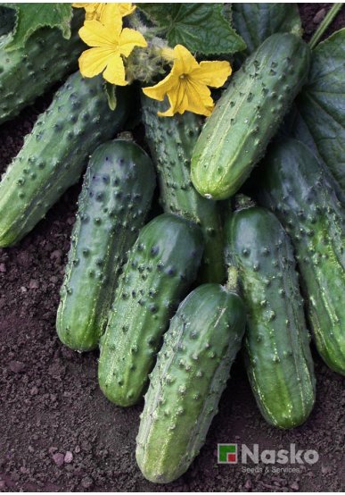 Огірок бджолозапильний ЗУБРЬОНОК F1