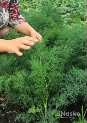 Кріп кущовий	АЛІГАТОР