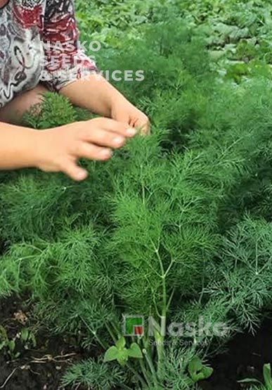 Кріп кущовий АЛІГАТОР